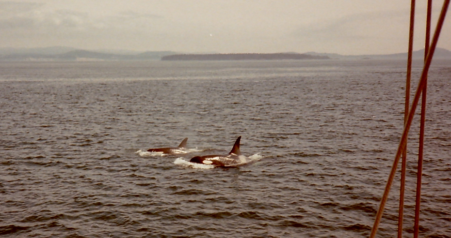 Orca Whale by James Speed Hensinger
